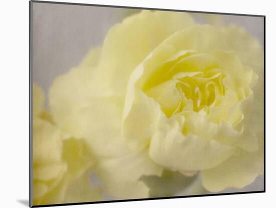 Rose Whisper III-Judy Stalus-Mounted Photographic Print