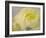 Rose Whisper III-Judy Stalus-Framed Photographic Print