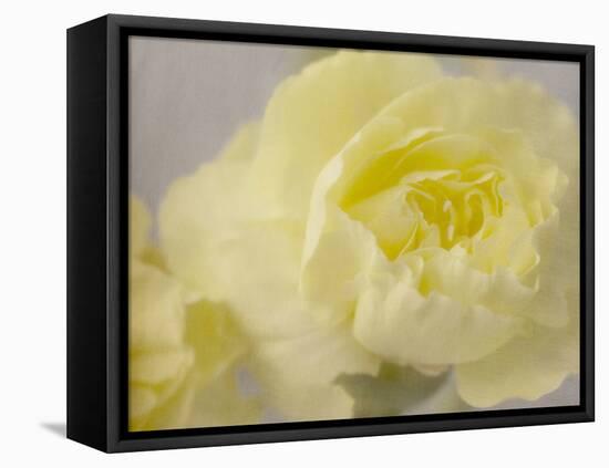 Rose Whisper III-Judy Stalus-Framed Premier Image Canvas
