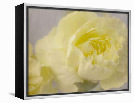 Rose Whisper III-Judy Stalus-Framed Premier Image Canvas