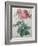 Rose with a Hundred Leaves and Foliage-Pierre-Joseph Redoute-Framed Art Print