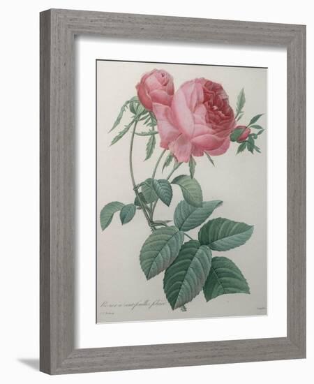 Rose with a Hundred Leaves and Foliage-Pierre-Joseph Redoute-Framed Art Print