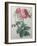 Rose with a Hundred Leaves and Foliage-Pierre-Joseph Redoute-Framed Art Print