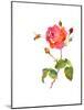 Rose with Bee, 2014-John Keeling-Mounted Giclee Print