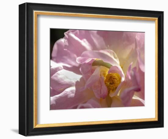 Rose with caterpillar inside, Santa Fe, New Mexico-Maresa Pryor-Framed Photographic Print