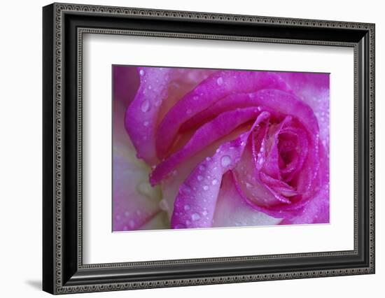 Rose with Dew Drops, Savannah, Georgia, USA-Joanne Wells-Framed Photographic Print