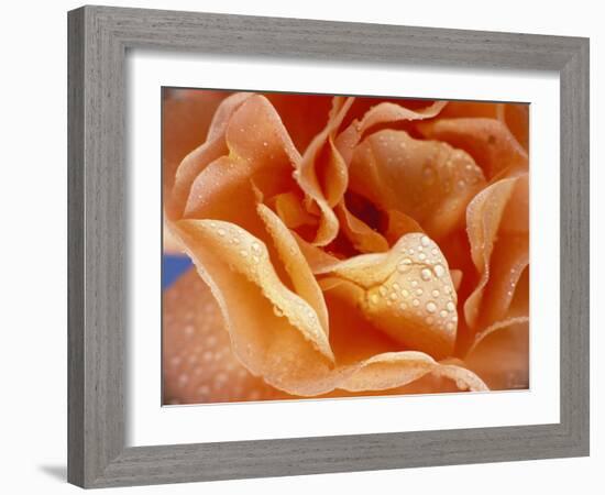 Rose with Drops of Water-Ottmar Diez-Framed Photographic Print