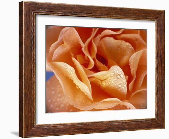 Rose with Drops of Water-Ottmar Diez-Framed Photographic Print