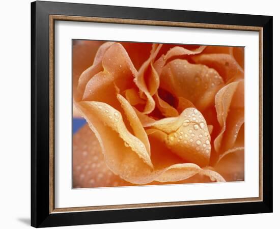 Rose with Drops of Water-Ottmar Diez-Framed Photographic Print