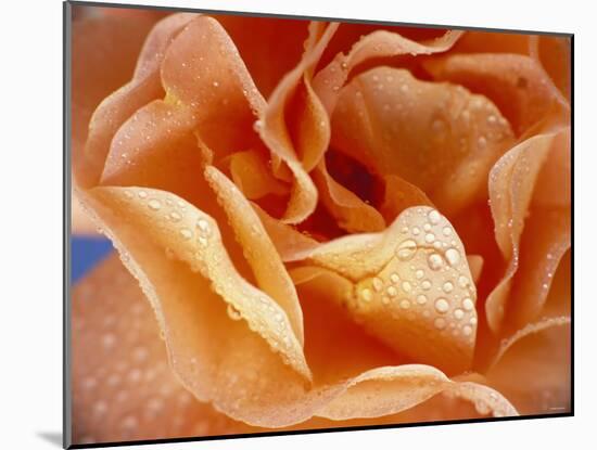 Rose with Drops of Water-Ottmar Diez-Mounted Photographic Print