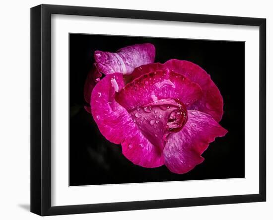 Rose with raindrops, 2021,(photograph)-Ant Smith-Framed Giclee Print