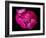 Rose with raindrops, 2021,(photograph)-Ant Smith-Framed Giclee Print