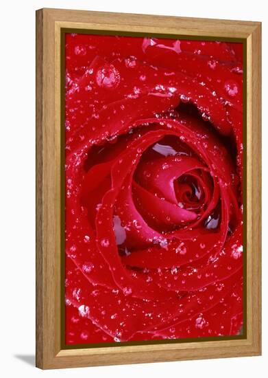 Rose with Raindrops, Manito Park, Spokane County, Washington, USA-Charles Gurche-Framed Premier Image Canvas