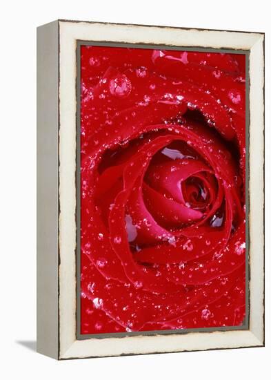 Rose with Raindrops, Manito Park, Spokane County, Washington, USA-Charles Gurche-Framed Premier Image Canvas