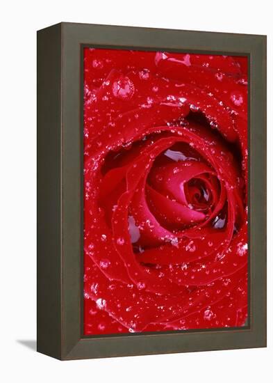 Rose with Raindrops, Manito Park, Spokane County, Washington, USA-Charles Gurche-Framed Premier Image Canvas