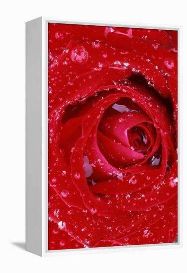 Rose with Raindrops, Manito Park, Spokane County, Washington, USA-Charles Gurche-Framed Premier Image Canvas