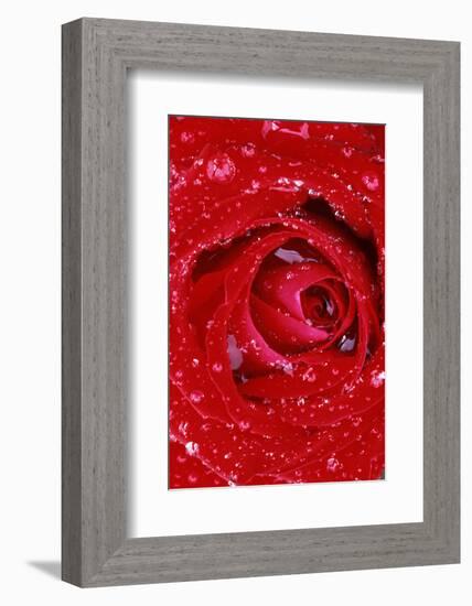 Rose with Raindrops, Manito Park, Spokane County, Washington, USA-Charles Gurche-Framed Photographic Print