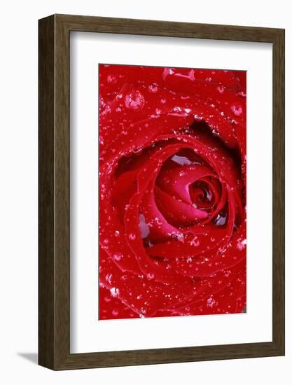 Rose with Raindrops, Manito Park, Spokane County, Washington, USA-Charles Gurche-Framed Photographic Print