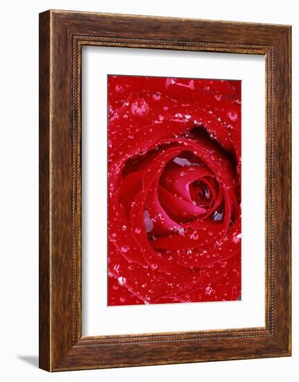 Rose with Raindrops, Manito Park, Spokane County, Washington, USA-Charles Gurche-Framed Photographic Print