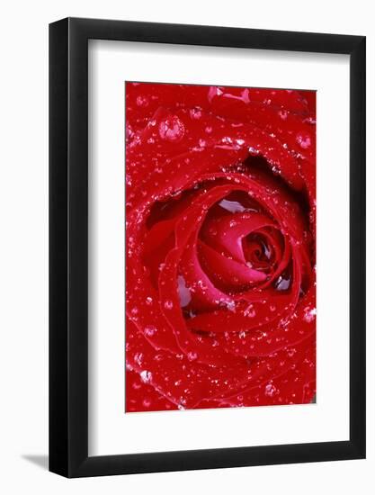 Rose with Raindrops, Manito Park, Spokane County, Washington, USA-Charles Gurche-Framed Photographic Print