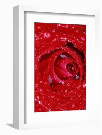 Rose with Raindrops, Manito Park, Spokane County, Washington, USA-Charles Gurche-Framed Photographic Print