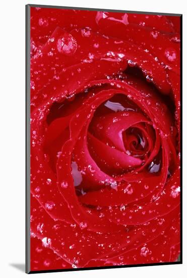 Rose with Raindrops, Manito Park, Spokane County, Washington, USA-Charles Gurche-Mounted Photographic Print