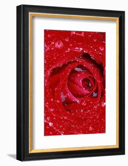 Rose with Raindrops, Manito Park, Spokane County, Washington, USA-Charles Gurche-Framed Photographic Print