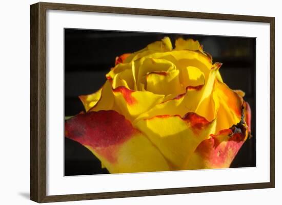 Rose Yellow 1-Charles Bowman-Framed Photographic Print