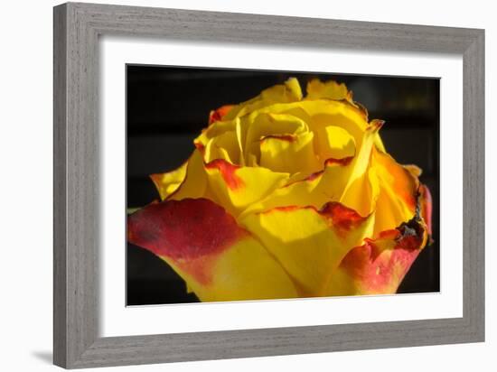 Rose Yellow 1-Charles Bowman-Framed Photographic Print