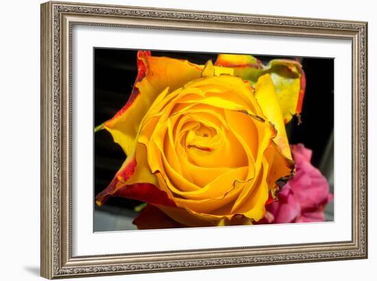 Rose Yellow 2-Charles Bowman-Framed Photographic Print