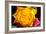 Rose Yellow 2-Charles Bowman-Framed Photographic Print