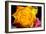 Rose Yellow 2-Charles Bowman-Framed Photographic Print