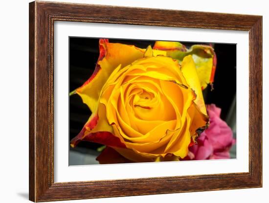 Rose Yellow 2-Charles Bowman-Framed Photographic Print