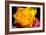 Rose Yellow 2-Charles Bowman-Framed Photographic Print