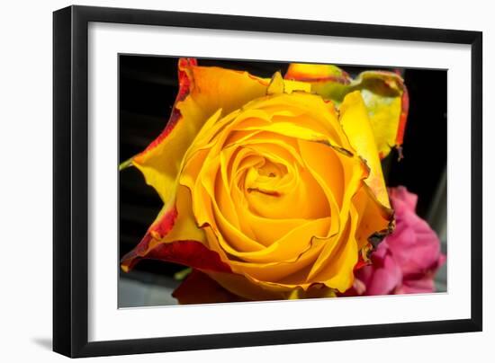 Rose Yellow 2-Charles Bowman-Framed Photographic Print