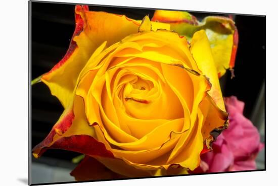 Rose Yellow 2-Charles Bowman-Mounted Photographic Print