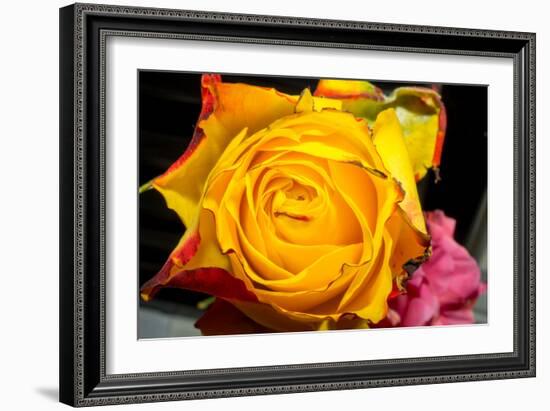 Rose Yellow 2-Charles Bowman-Framed Photographic Print