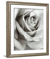 Rose-Steven N^ Meyers-Framed Art Print