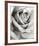 Rose-Steven N^ Meyers-Framed Art Print