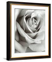 Rose-Steven N^ Meyers-Framed Art Print