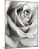 Rose-Steven N^ Meyers-Mounted Art Print