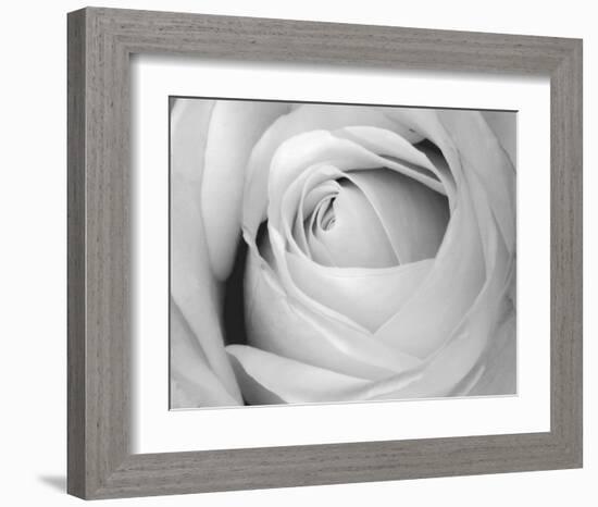 Rose-Art Photo Pro-Framed Art Print