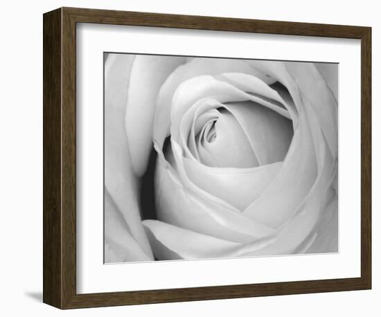 Rose-Art Photo Pro-Framed Art Print