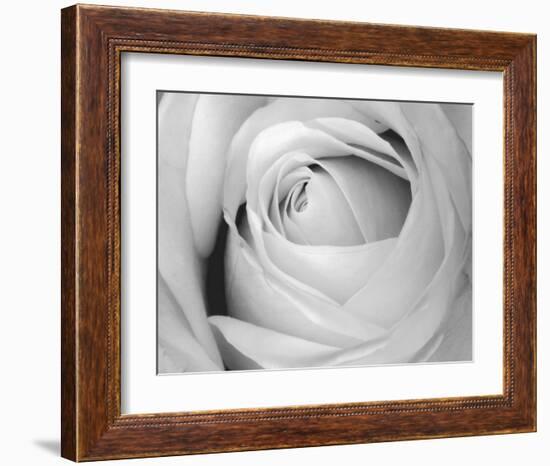 Rose-Art Photo Pro-Framed Art Print