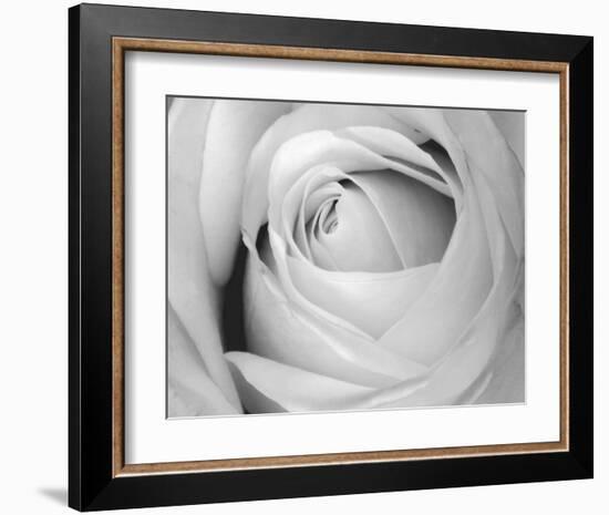 Rose-Art Photo Pro-Framed Art Print