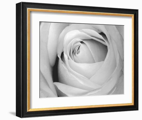 Rose-Art Photo Pro-Framed Art Print