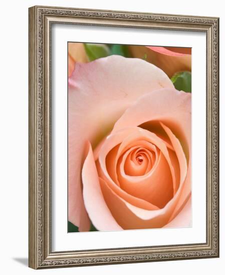 Rose-Jamie & Judy Wild-Framed Photographic Print