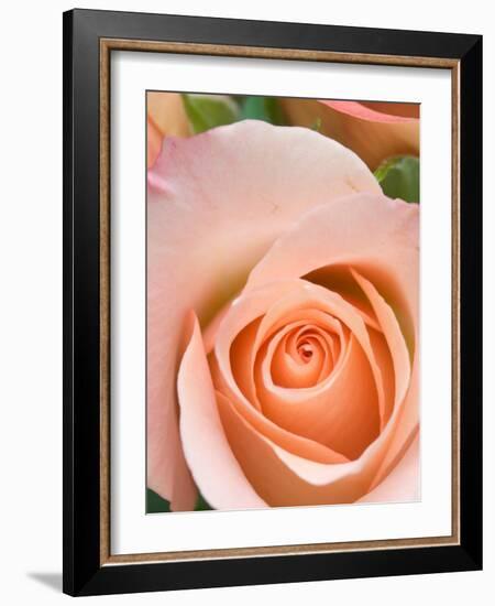 Rose-Jamie & Judy Wild-Framed Photographic Print