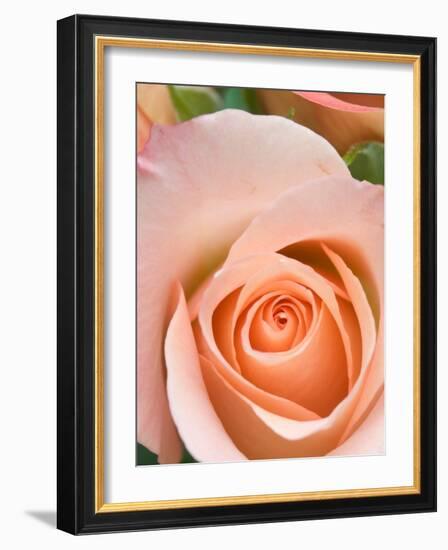 Rose-Jamie & Judy Wild-Framed Photographic Print