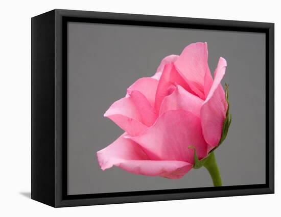 Rose-Jamie & Judy Wild-Framed Premier Image Canvas